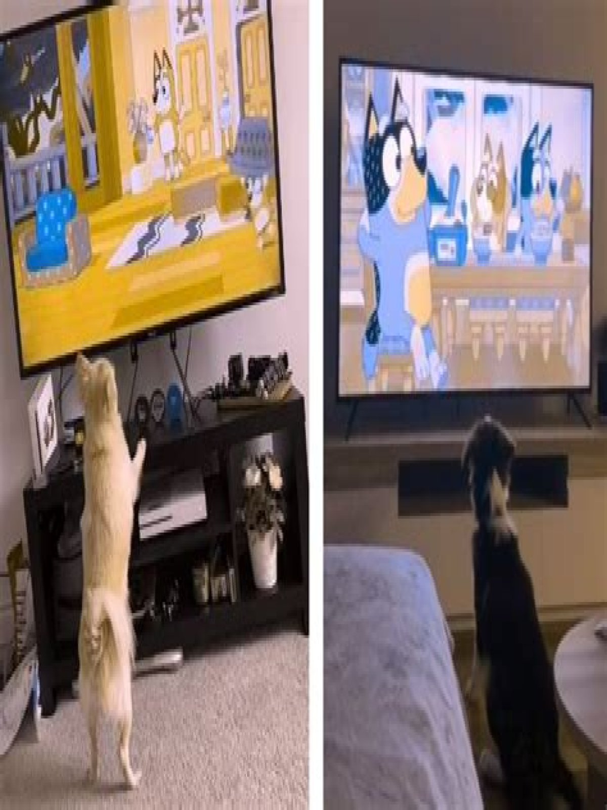 Exploring The Joy Of Bluey And Dogs Watching Together